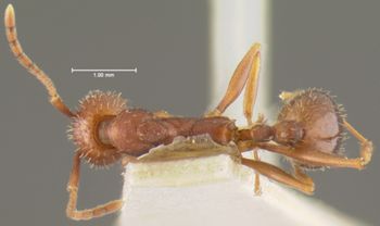 Media type: image;   Entomology 22781 Aspect: habitus dorsal view